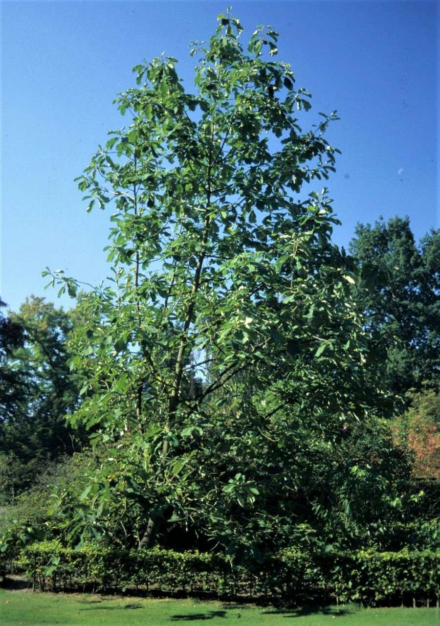 magnolia officinalis var biloba